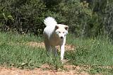 AKITA INU 430